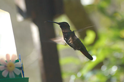 Og en lokal kolibri - fotografen er ret tilfreds med det billede, for man skal vre kvik p aftrkkeren for af fange sdan en fyr