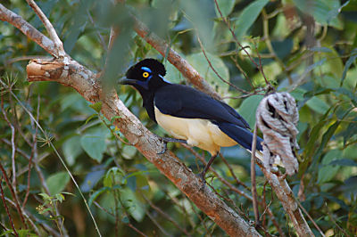 A local and colourful argentinian bird