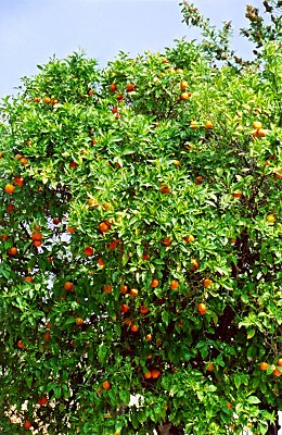 Appelsinerne hang tt p trerne i Kifisia. De var store - der var mange - og de var rigtig gode.