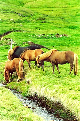 Rigtige islandske heste - billedet er taget lige udenfor lafsfjrdur