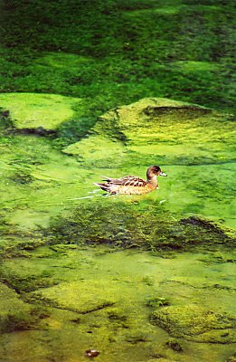 A duck in Botnstjrn at sbyrgi