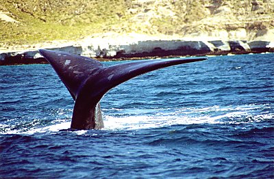 P hvaltur - det her er en Orca - ogs kendt som en drberhval