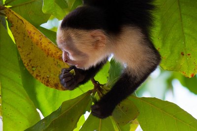 Capuchin abe