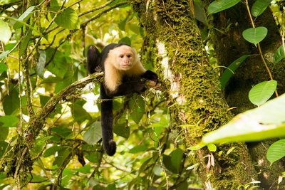 Capuchin abe