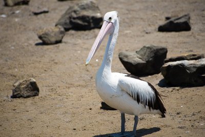Pelikan der venter på fiskehapser