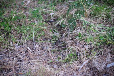 Copperhead Snake gemt i græsset