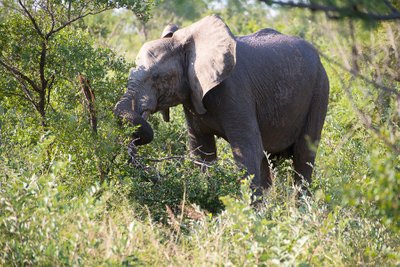 Junior-elefant, der lige river et træ op