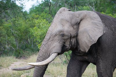 Elefant i "musth"