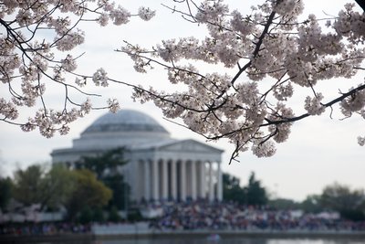 Cherry Blosson og Jefferson Memorial