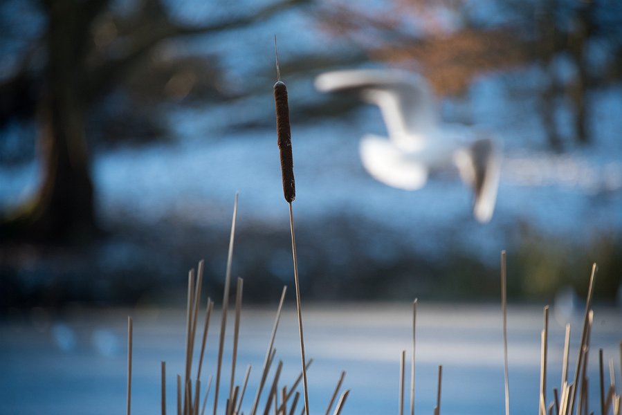 Forstbotanisk-24