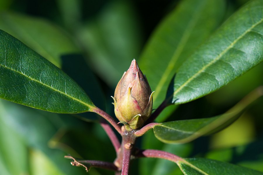 Forstbotanisk-2