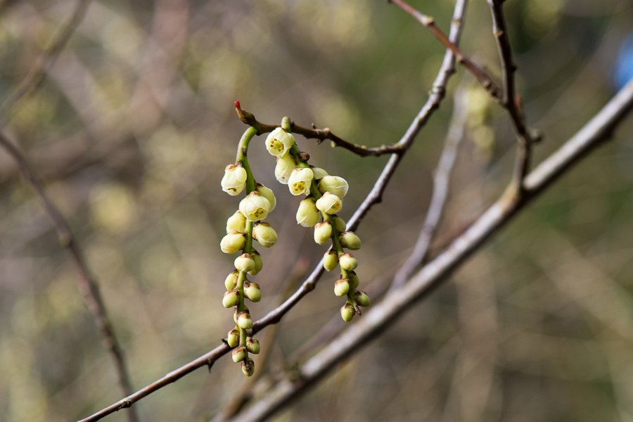 Forstbotanisk-27