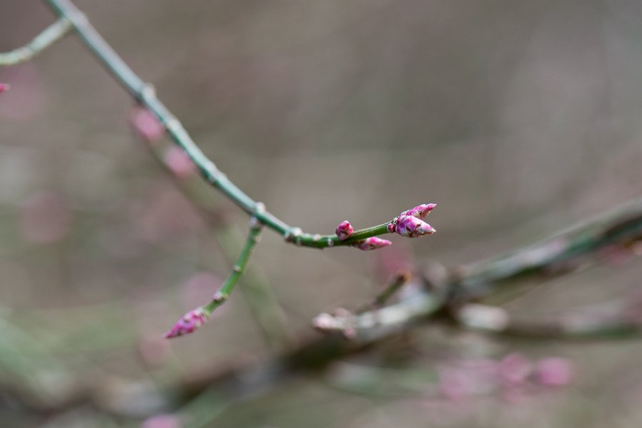 Forstbotanisk-36