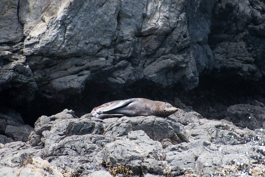 NewZealand-1046