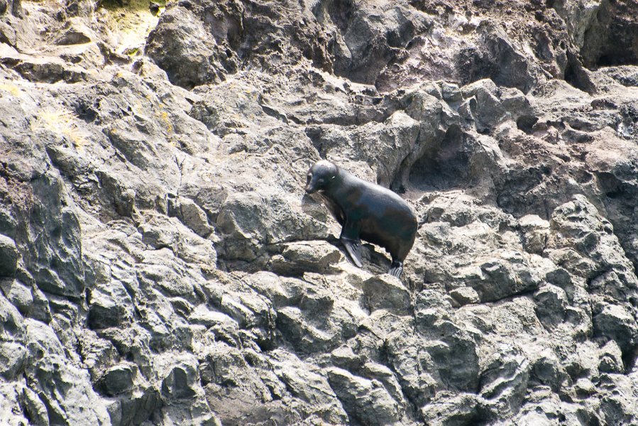 NewZealand-1067