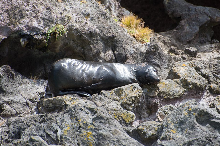 NewZealand-1085