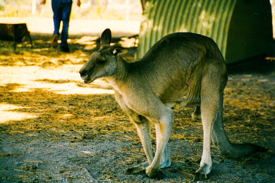 Australien98-54