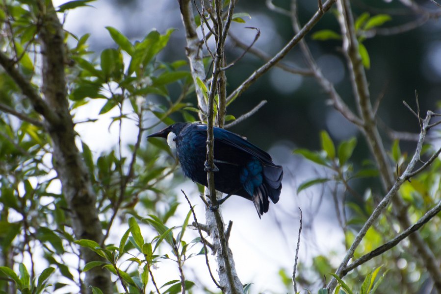 NewZealand-308