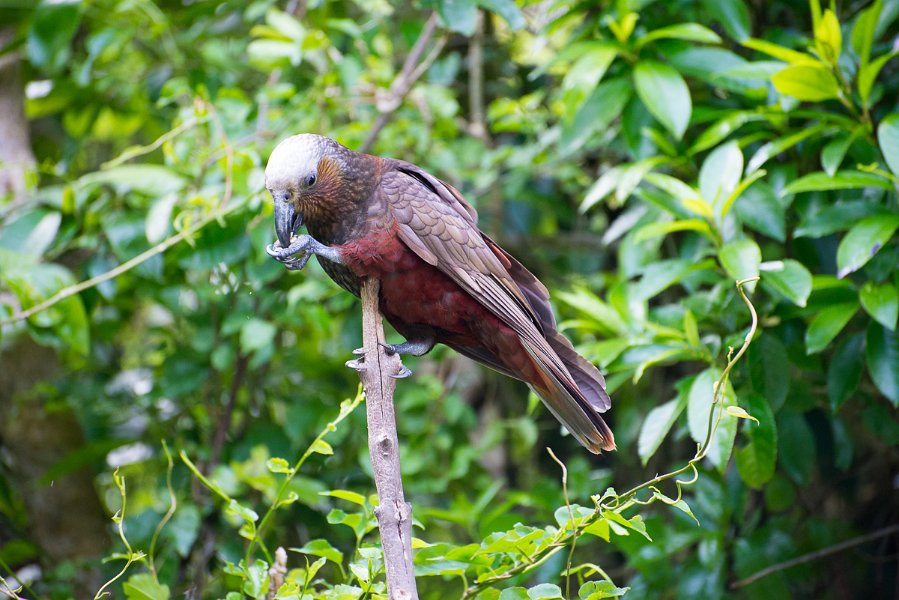 NewZealand-320