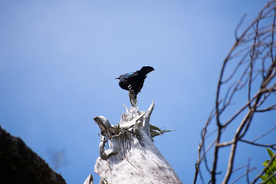 NewZealand-337