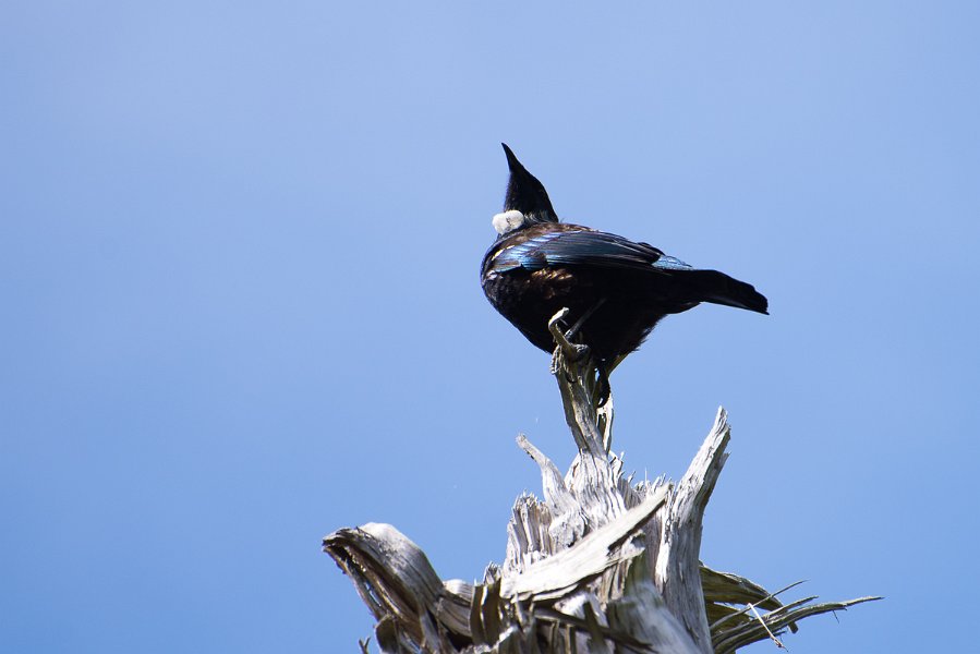 NewZealand-339