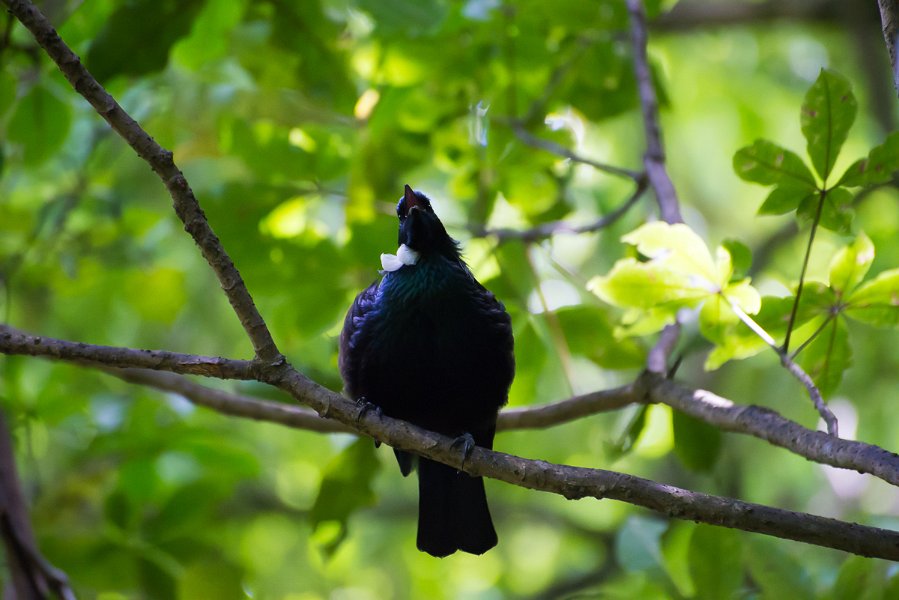 NewZealand-349