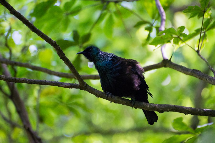NewZealand-351