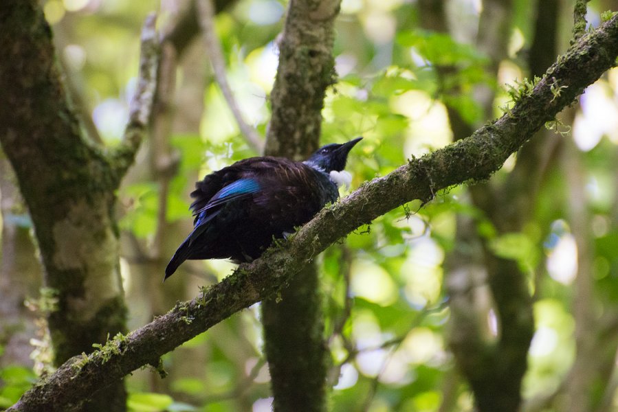 NewZealand-356