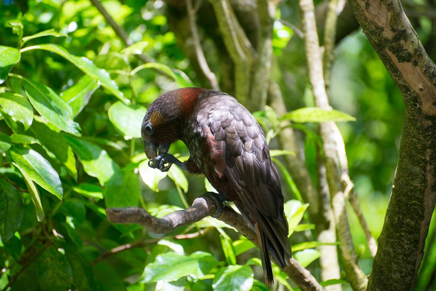 NewZealand-359