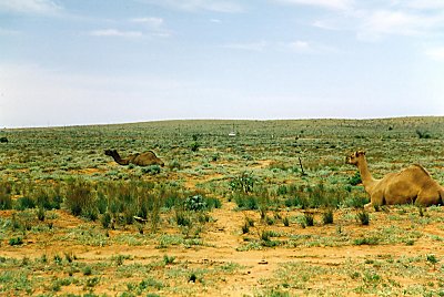 2 camels and a car in the back - this is the outback