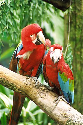 2 papegjer fra Jurong Bird Park