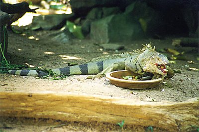 Lunchtime at the zoo