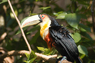 A Toucan from the birdpark