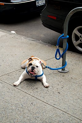 En ufatteligt grim hund fra Brooklyn