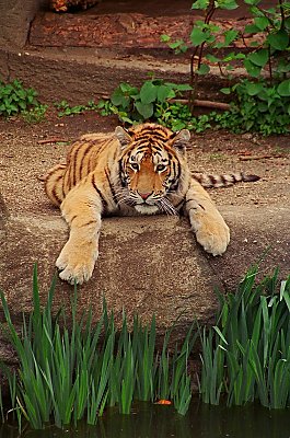 Og en luddoven - men vagtsom tiger