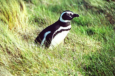 En Magellan-pingvin kigger frem