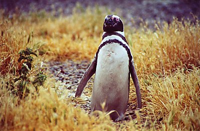 Pingvin på spadseretur 